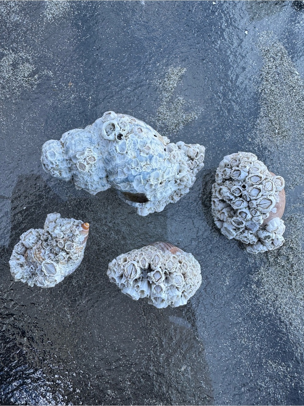 PNW Assorted White Seashell Collection - Picture 8 of 9